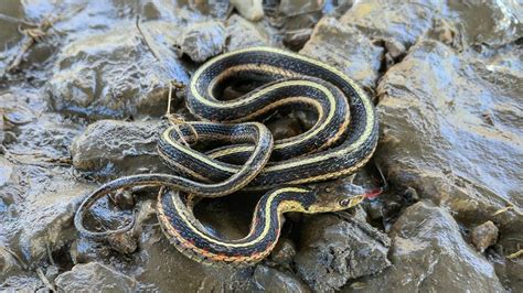 The Harmless Garter Snake Is Your Garden's Best Friend | HowStuffWorks