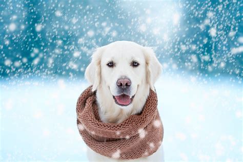 My Winter Dog & Puppy HD Wallpapers