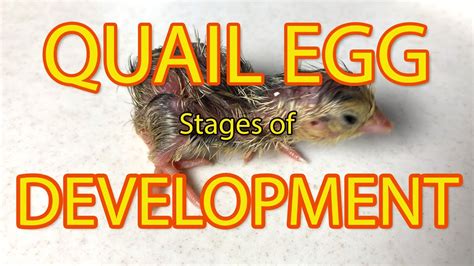 QUAIL EGG DEVELOPMENT - Stages of coturnix quail egg development during ...