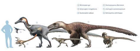 Utahraptor | Paleontology World