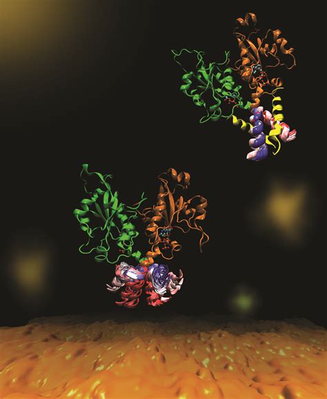 A molecular dance of phospholipid synthesis