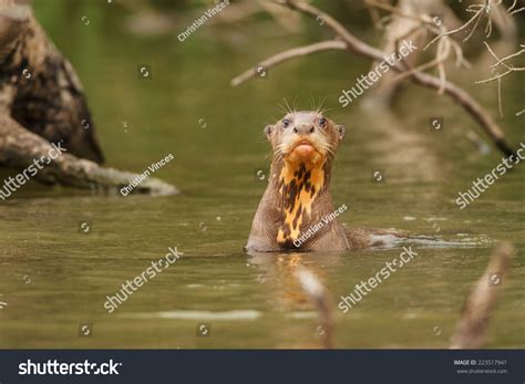 Amazon river otter Images, Stock Photos & Vectors | Shutterstock