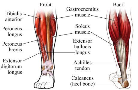 When Power Leaks From the Feet ~ John Izzo's Trainer Advice | Lower leg muscles, Calf muscle ...