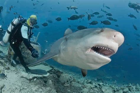 Is this the world's best shark dive? - DIVE Magazine