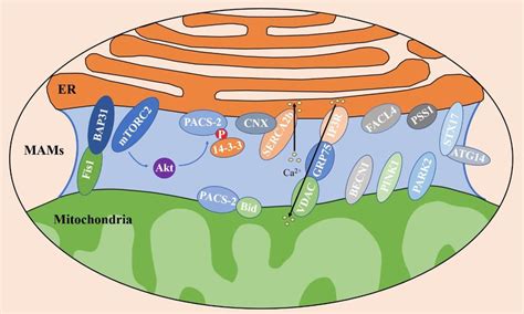 Mitochondria-associated membranes (MAMs) and PACS-2. MAMs are regions... | Download Scientific ...