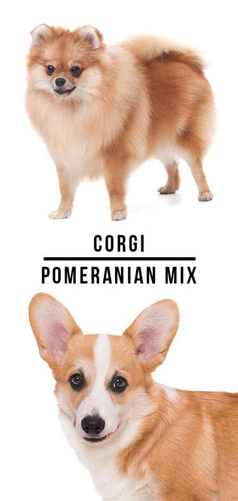 Corgi Pomeranian Mix – Is This Popular Cross Right For You?