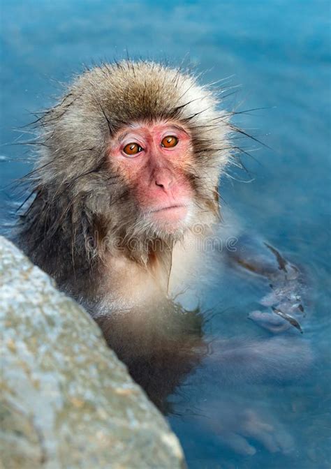 Japanese Macaque in the Water of Natural Hot Springs. Stock Photo - Image of nagano, cold: 134841180