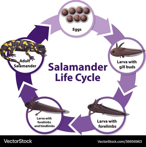 Life Cycle Of A Salamander