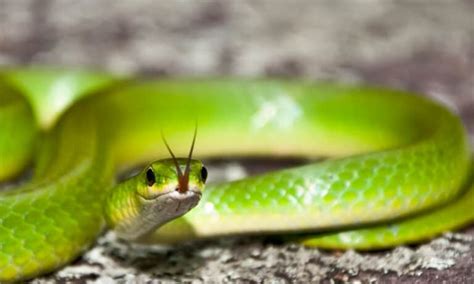 Smooth Green Snake Pictures - AZ Animals