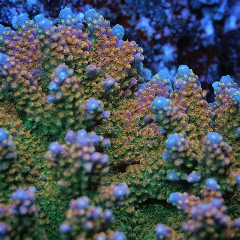 Acropora Coloring Tips by Pirates Reef Corals