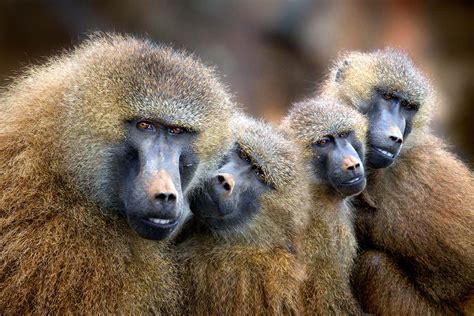 Baboons that live together in tight-knit groups have similar ‘accents’ | New Scientist