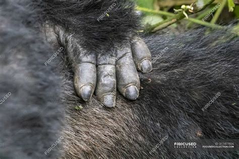 Close-up of hand and hair of Mountain gorilla (Gorilla beringei ...