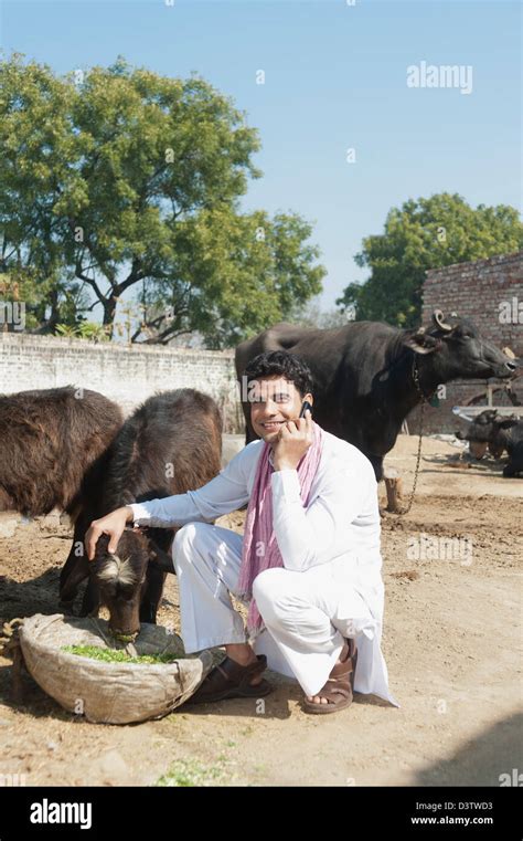 Indian farmer buffalo hi-res stock photography and images - Alamy