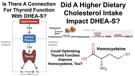 The Cholesterol-DHEA-S Experiment; A Role For Thyroid Function on DHEA ...