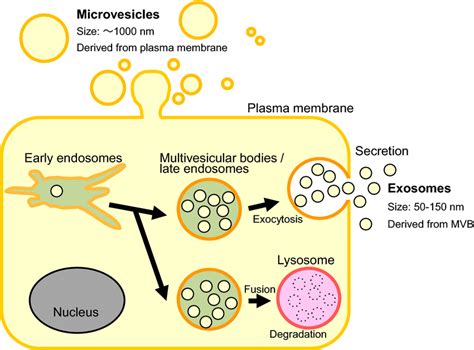 Types of extracellular vesicles. Extracellular vesicles (EVs) are... | Download Scientific Diagram