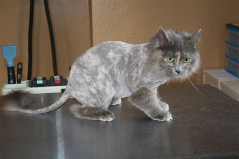 Cat Haircut Like Lion - which haircut suits my face