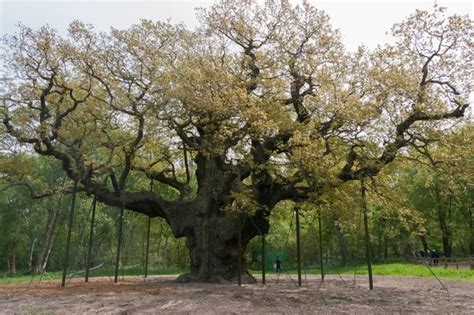 Major Oak – Nottinghamshire, England - Atlas Obscura