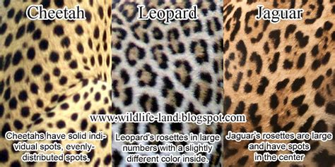 Wildlife Photos: Coat Difference - Cheetah, Leopard, Jaguar