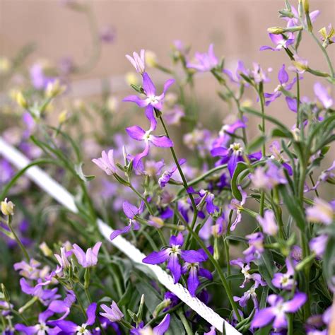 Night-Scented Stock, Evening Stock seeds - Matthiola bicornis – Garden Seeds Market | Free shipping