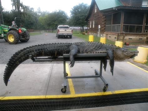 Cordray's: Lee Bobb's bull gator weighed 654 lbs. and was 12 feet 7 inches!