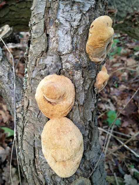 Misidentifying Fungi: The old oak tree