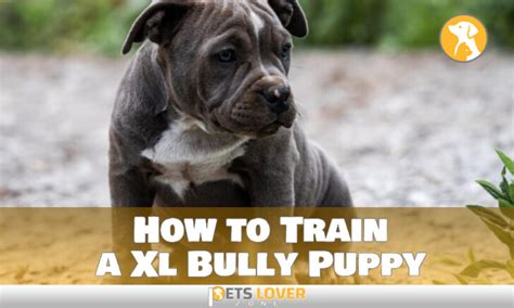 How to Train a Xl Bully Puppy To Get the Best Discipline