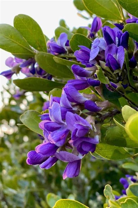 5 Reasons to Plant a Texas Mountain Laurel Tree - Native Backyards