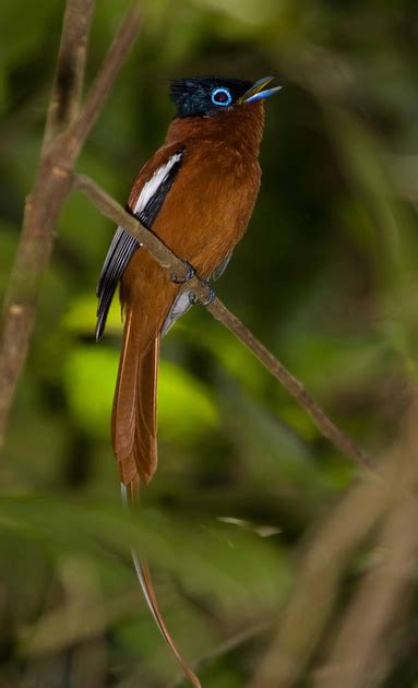 Sergey Dereliev Nature Photography | Birds of Madagascar