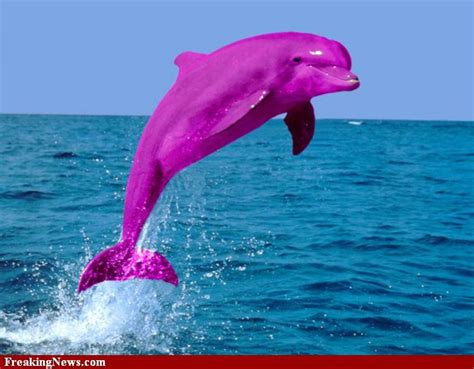 Pink Dolphin Wallpaper - WallpaperSafari