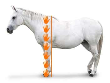 How Horse Height Is Measured - Horse.com