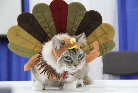 Thanksgiving Kitty | Cat behavior, Cat facts, Cute cats