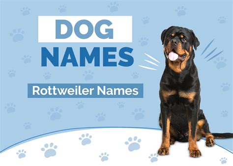 100+ Rottweiler Names: Ideas for Unique & Strong Dogs | Hepper