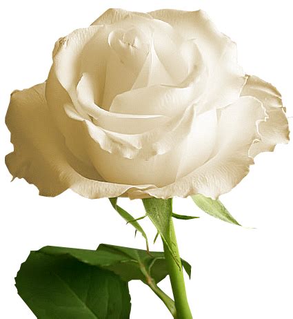 white rose clipart transparent 10 free Cliparts | Download images on Clipground 2024