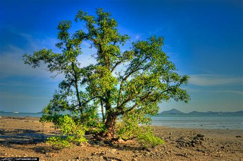 Lone Mangrove Tree at Cape Yamu Phuket Thailand