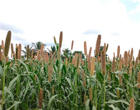 Pearl Millet or Bajra Green Plant in a Farm of India Stock Image - Image of harvesting, fields ...