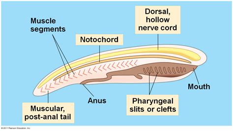 Difference between notochord and dorsal nerve cord - brainly.com