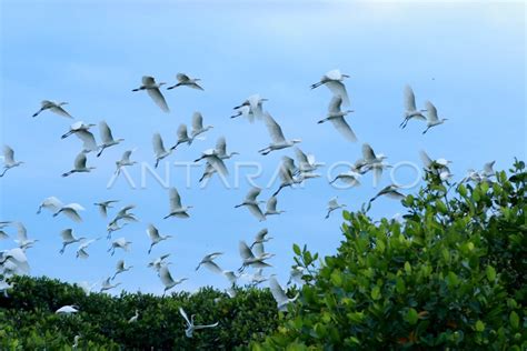 TAMAN KILI-KILI JADI HABITAT BURUNG KUNTUL | ANTARA Foto