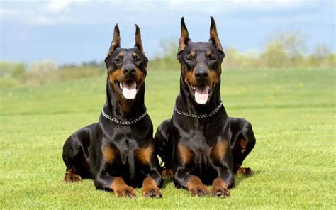 Doberman Pinscher – an elegant dog | DinoAnimals.com