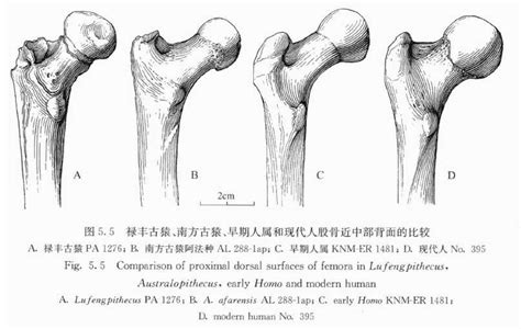 Sinanthropus: A Chinese Ape in Our Ancestry? Part 2