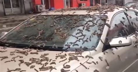 Mysterious Worms Fall From The Sky In Chinese Province - GoodNews by GreaterGood