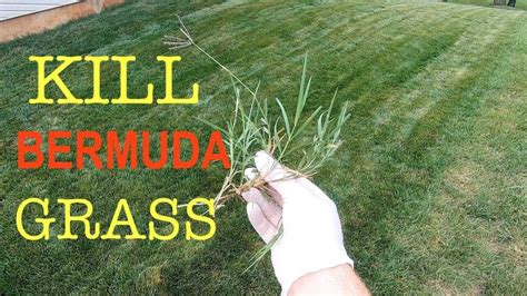 What Kills Bermuda Grass: Causes And Solutions Explained | LawnHelpful.com