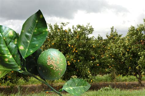 Citrus canker | Agriculture and Food