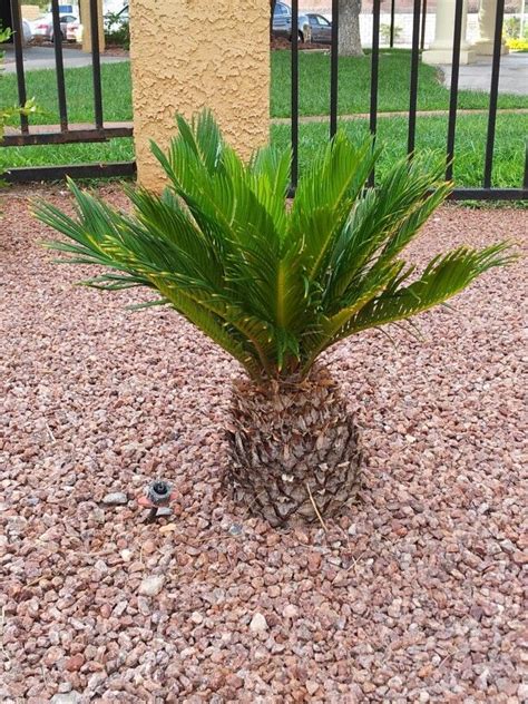 Mini pineapple palm tree | Pineapple palm tree, Pineapple palm, Mini ...