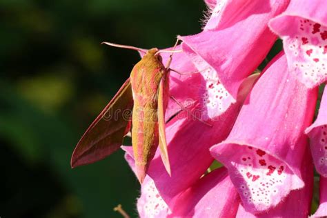 A Stunning Elephant Hawk-moth Deilephila Elpenor Perching on a Foxglove Flower. Stock Photo ...