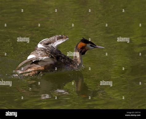 Great crested grebe in breeding plumage with wings raised Stock Photo ...