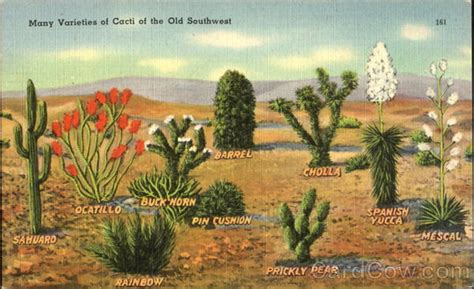 Many Varieties Of Cacti Of The Old Southwest Cactus & Desert Plants