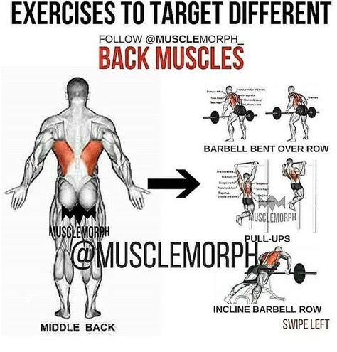 Pin by Hiker270 on Back Exercises | Muscle fitness, Back muscle ...