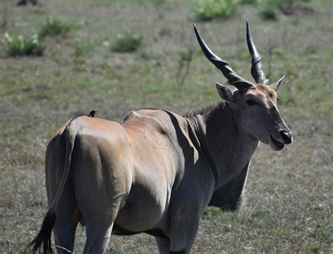 Eland Biggest Antelope Photograph by Marta Pawlowski - Fine Art America