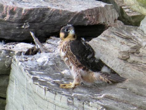 Grandfather Mountain celebrates peregrine falcon nesting - Grandfather Mountain