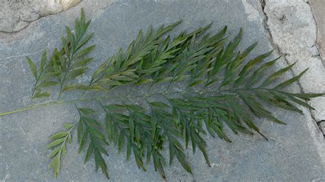 Grevillea robusta | Landscape Plants | Oregon State University